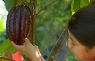 Niños de mi tierra: “Cacao, Santander de Quilichao”