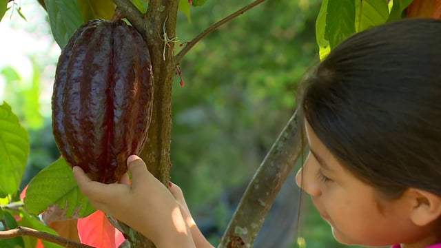 Niños de mi tierra: “Cacao, Santander de Quilichao”