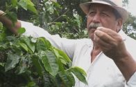 Catadores de tierra: Los caminos del café